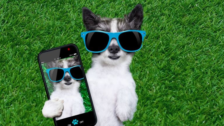 A black and white dog wearing blue sunglasses lays on its back on the grass taking a selfie photo with a phone in holds with its paw.