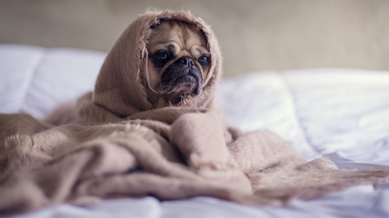 A small pug dog that looks anxious is wrapped in a blanket on top of a bed.