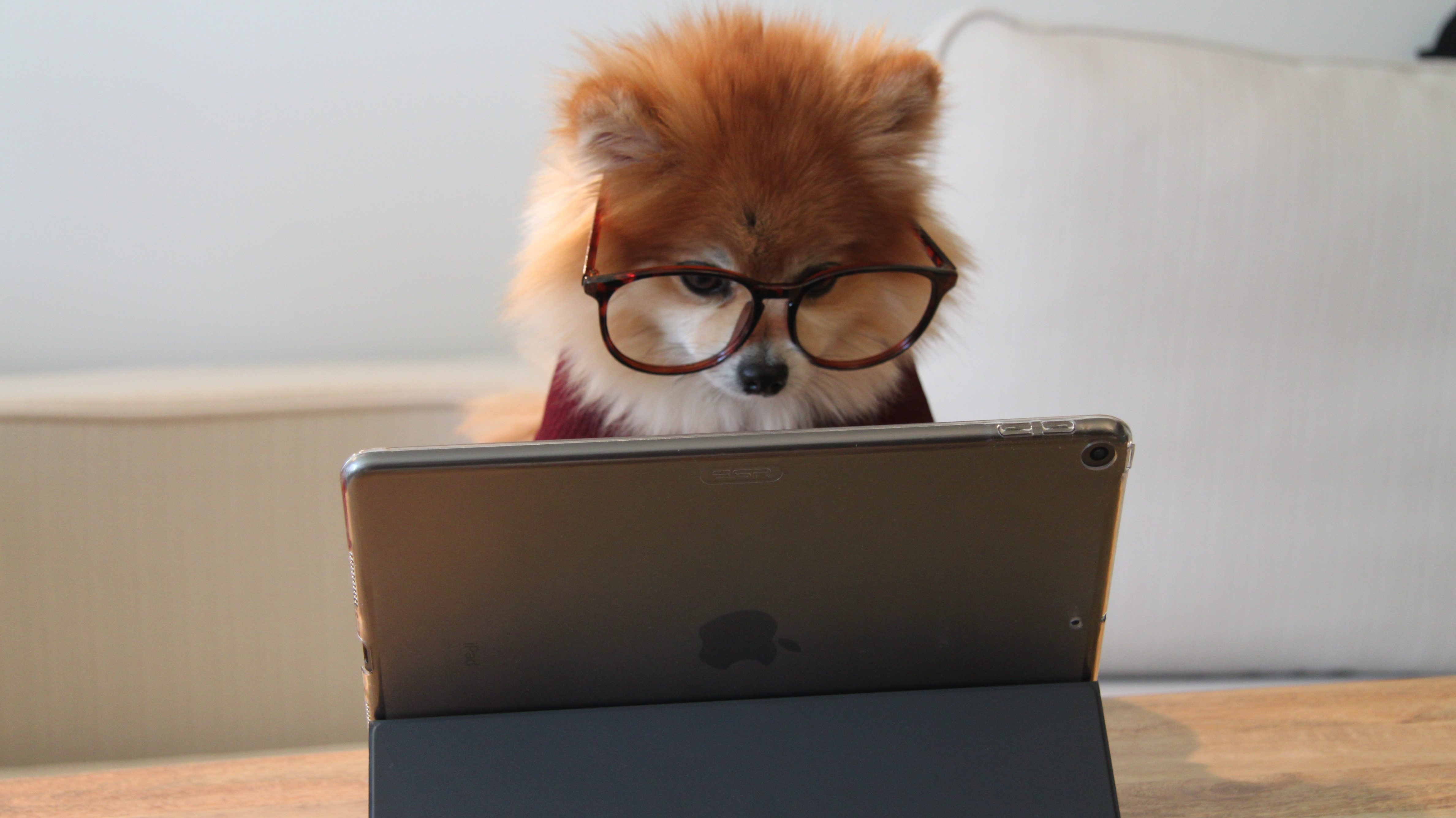 A Pomeranian dog wearing human glasses and a maroon sweater looks at an Apple tablet screen as if at a virtual meeting.