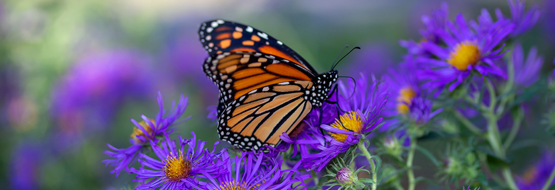 Monarch butterfly resting on flowers.