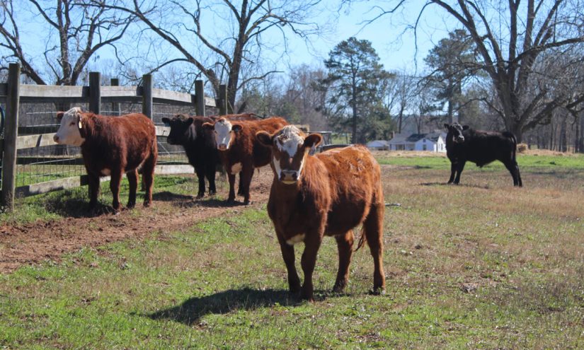 5 Years After Reopening, South Carolina Agriculture School is Beyond Capacity – The 74