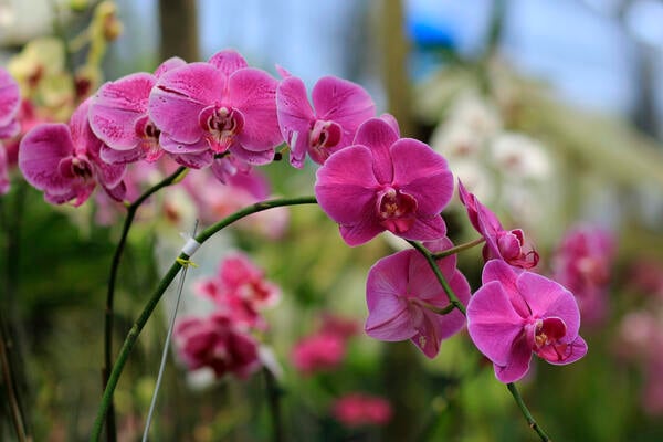 Growing Orchids Amid Dandelions at Work (opinion)