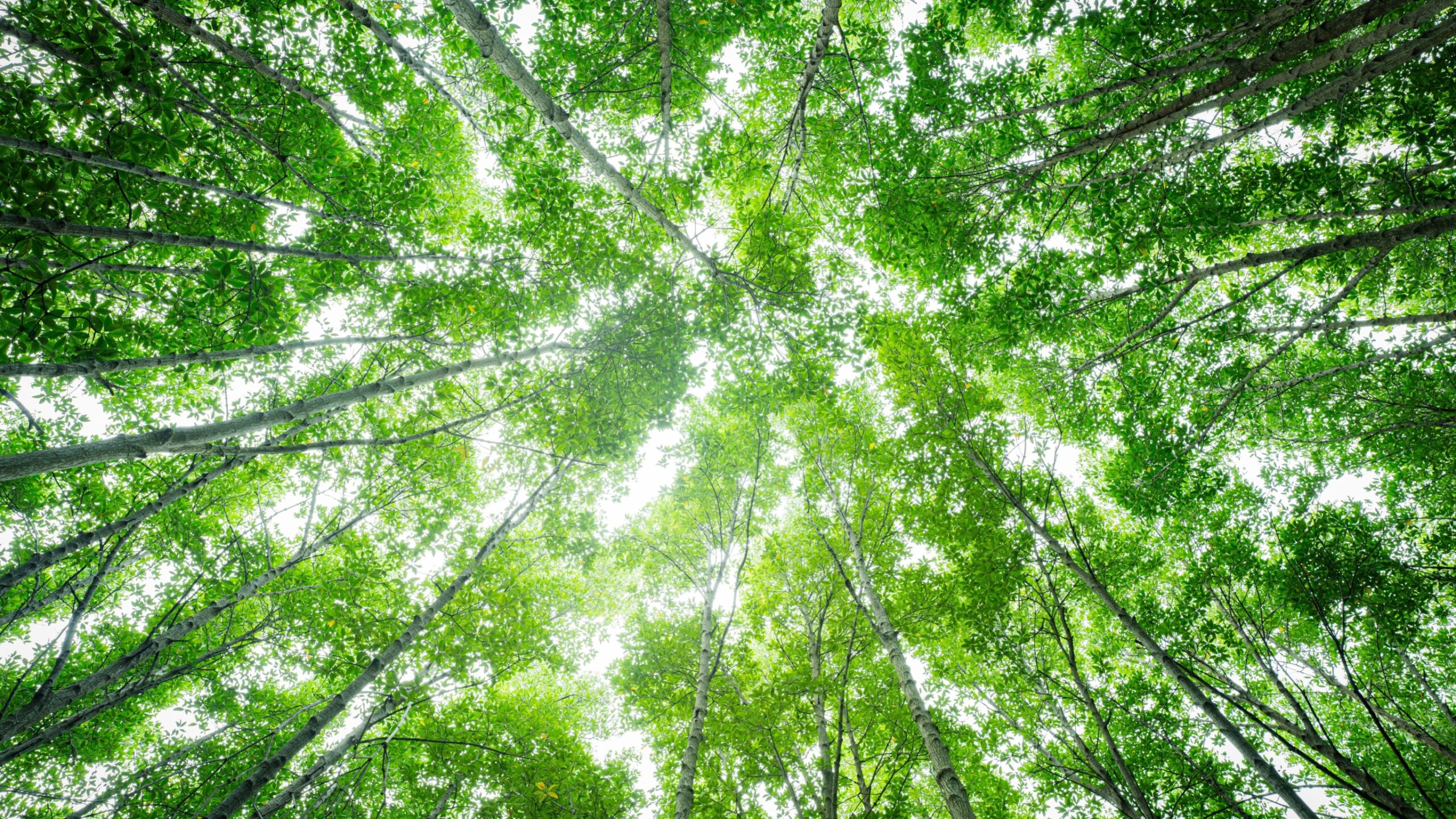 Research funding requires research capacity