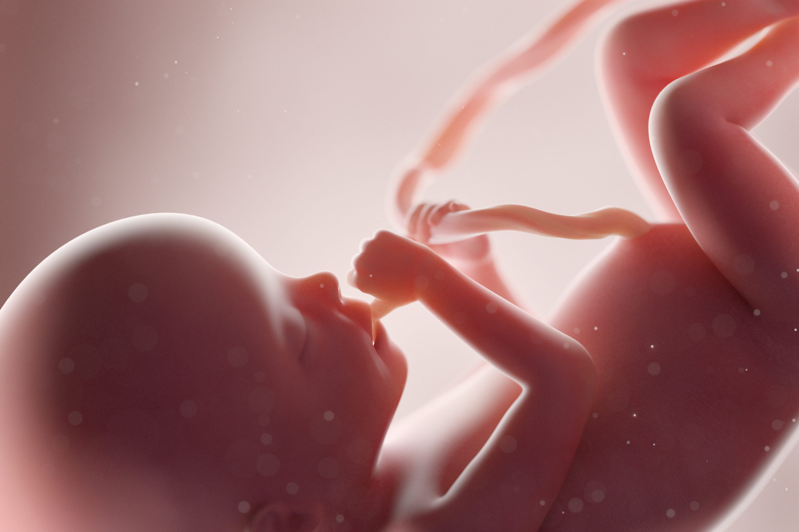fetal development videos in schools