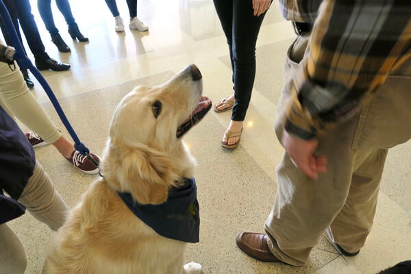 Therapy Dogs Boost Graduate Student Well-Being