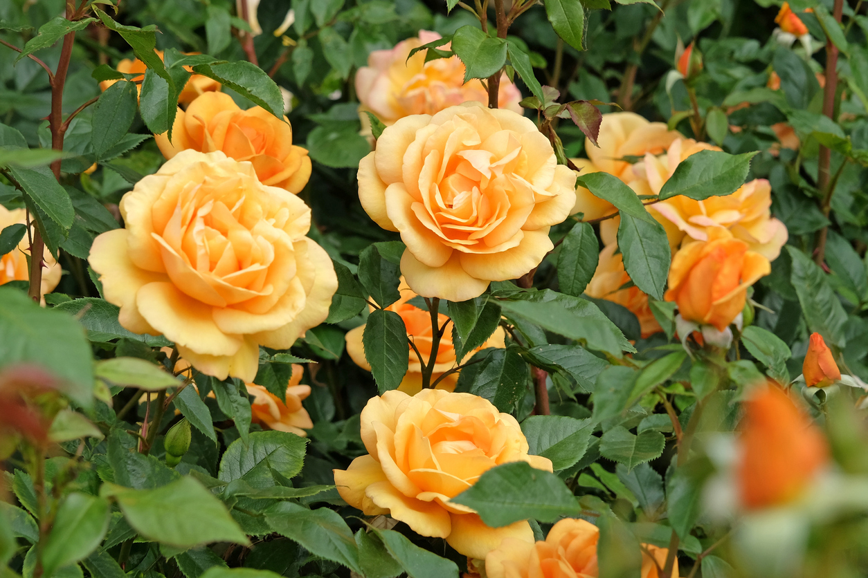 How can universities best win back public support?