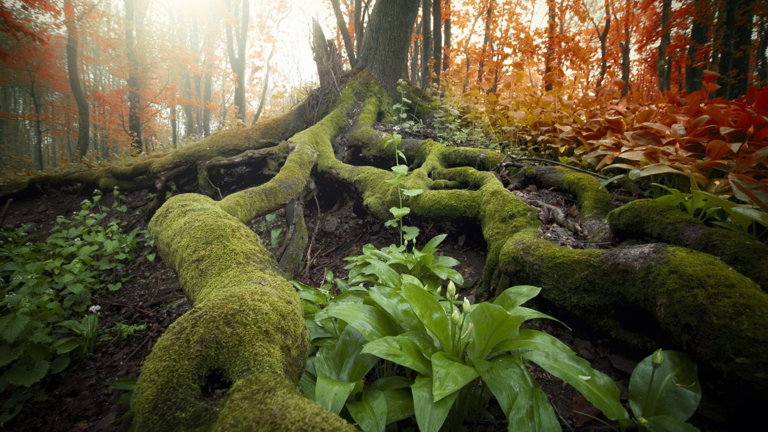 Rising to the political moment means universities putting down deep and meaningful roots in their places