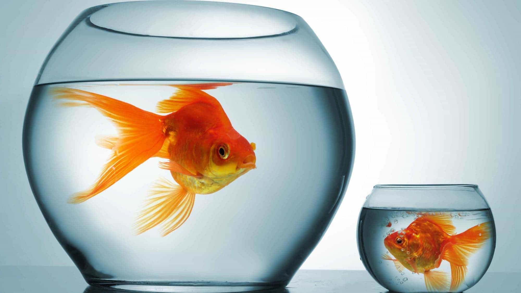 We need to talk about high-tariff recruitment behavior