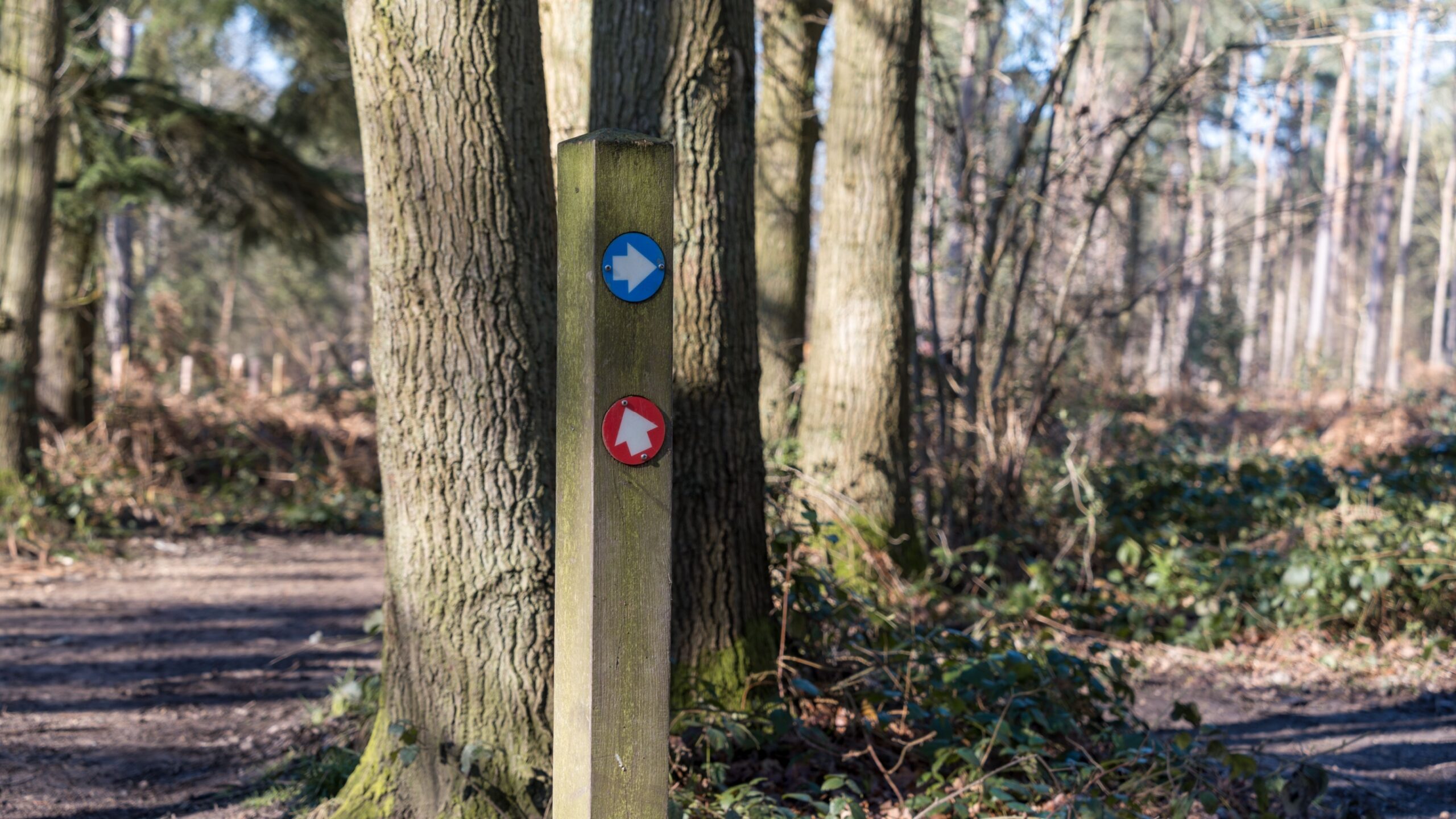 Higher education’s civic role has never been more important to get right