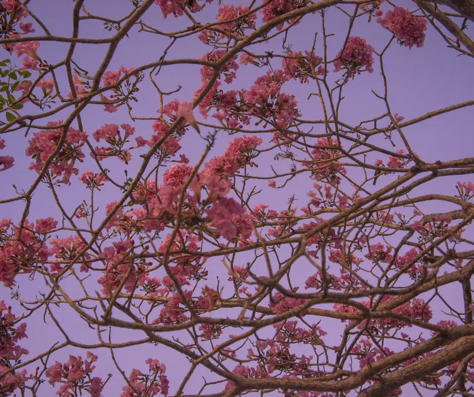 branches of bright pink flowers in a tree