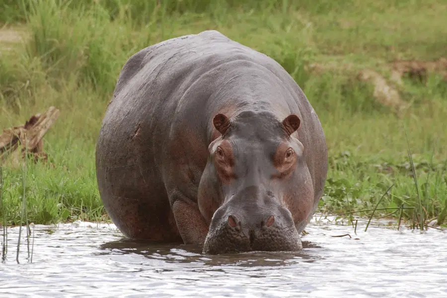 How far would you run to save a hippo?